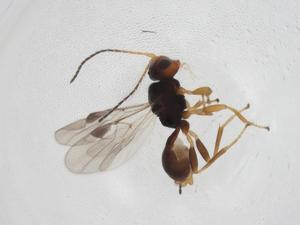  ( - CBG-A08259-D02)  @11 [ ] CreativeCommons - Attribution (2023) Centre for Biodiversity Genomics Centre for Biodiversity Genomics