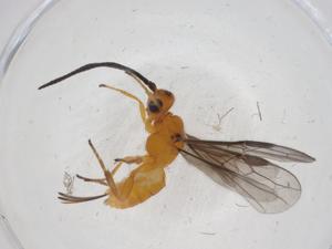  ( - CBG-A08275-D06)  @11 [ ] CreativeCommons - Attribution (2023) Centre for Biodiversity Genomics Centre for Biodiversity Genomics