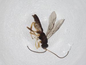  ( - CBG-A08282-D09)  @11 [ ] CreativeCommons - Attribution (2023) Centre for Biodiversity Genomics Centre for Biodiversity Genomics