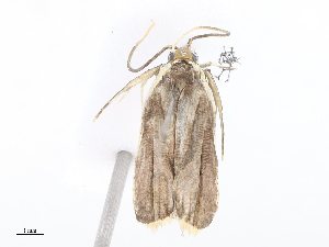  (Cryptolechia Malaise0476 - CBG-A08761-H03)  @11 [ ] CreativeCommons - Attribution Share - Alike (2023) CBG Photography Group Centre for Biodiversity Genomics