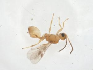  ( - CBG-A09147-B07)  @11 [ ] CreativeCommons - Attribution (2023) Centre for Biodiversity Genomics Centre for Biodiversity Genomics