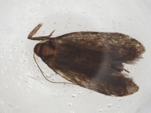  (gelJanzen01 Janzen8344 - CBG-A09164-B07)  @11 [ ] CreativeCommons - Attribution (2023) Centre for Biodiversity Genomics Centre for Biodiversity Genomics