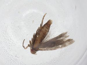  ( - CBG-A09165-G12)  @11 [ ] CreativeCommons - Attribution (2023) Centre for Biodiversity Genomics Centre for Biodiversity Genomics