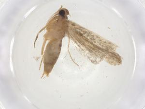  ( - CBG-A09167-C02)  @11 [ ] CreativeCommons - Attribution (2023) Centre for Biodiversity Genomics Centre for Biodiversity Genomics