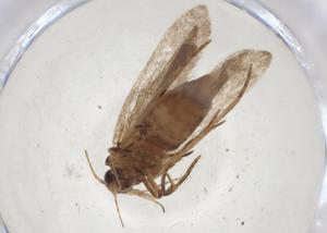  ( - CBG-A09168-B04)  @11 [ ] CreativeCommons - Attribution (2023) Centre for Biodiversity Genomics Centre for Biodiversity Genomics