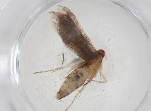  ( - CBG-A09169-G11)  @11 [ ] CreativeCommons - Attribution (2023) Centre for Biodiversity Genomics Centre for Biodiversity Genomics