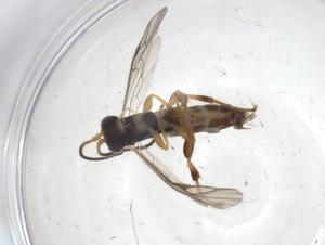  ( - CBG-A09169-H01)  @11 [ ] CreativeCommons - Attribution (2023) Centre for Biodiversity Genomics Centre for Biodiversity Genomics