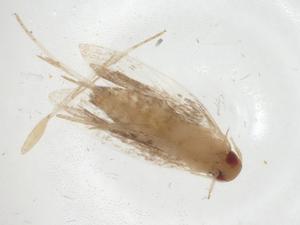  ( - CBG-A09169-H07)  @11 [ ] CreativeCommons - Attribution (2023) Centre for Biodiversity Genomics Centre for Biodiversity Genomics