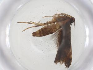  (gelMalaise01 Malaise5777 - CBG-A09174-B10)  @11 [ ] CreativeCommons - Attribution (2023) Centre for Biodiversity Genomics Centre for Biodiversity Genomics