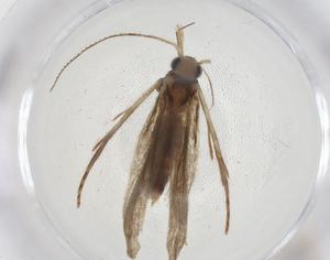  ( - CBG-A09176-F04)  @11 [ ] CreativeCommons - Attribution Share - Alike (2023) Centre for Biodiversity Genomics Centre for Biodiversity Genomics