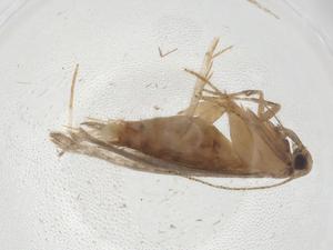  ( - CBG-A09176-G10)  @11 [ ] CreativeCommons - Attribution Share - Alike (2023) Centre for Biodiversity Genomics Centre for Biodiversity Genomics