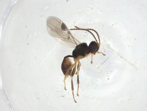  ( - CBG-A09177-C05)  @11 [ ] CreativeCommons - Attribution Share - Alike (2023) Centre for Biodiversity Genomics Centre for Biodiversity Genomics