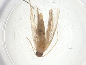  ( - CBG-A09177-H10)  @11 [ ] CreativeCommons - Attribution Share - Alike (2023) Centre for Biodiversity Genomics Centre for Biodiversity Genomics