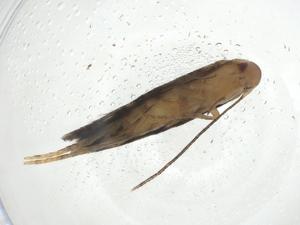  ( - CBG-A09194-F01)  @11 [ ] CreativeCommons - Attribution Share - Alike (2023) Centre for Biodiversity Genomics Centre for Biodiversity Genomics