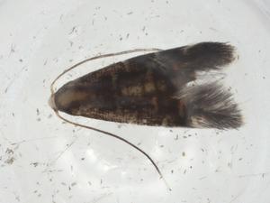  (gelMalaise01 Malaise8907 - CBG-A09195-C05)  @11 [ ] CreativeCommons - Attribution Share - Alike (2023) Centre for Biodiversity Genomics Centre for Biodiversity Genomics