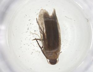  ( - CBG-A09900-H10)  @11 [ ] CreativeCommons - Attribution Share - Alike (2023) Centre for Biodiversity Genomics Centre for Biodiversity Genomics