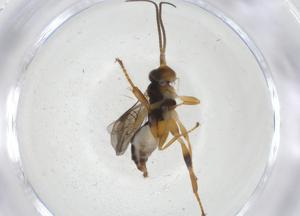  ( - CBG-A09901-G07)  @11 [ ] CreativeCommons - Attribution Share - Alike (2023) Centre for Biodiversity Genomics Centre for Biodiversity Genomics