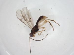  ( - CBG-A09902-F10)  @11 [ ] CreativeCommons - Attribution Share - Alike (2023) Centre for Biodiversity Genomics Centre for Biodiversity Genomics