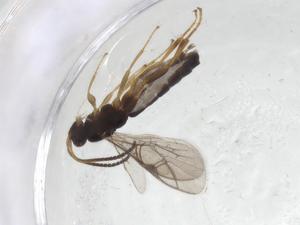  ( - CBG-A09905-A12)  @11 [ ] CreativeCommons - Attribution Share - Alike (2023) Centre for Biodiversity Genomics Centre for Biodiversity Genomics