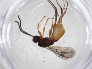  ( - CBG-A09905-F12)  @11 [ ] CreativeCommons - Attribution Share - Alike (2023) Centre for Biodiversity Genomics Centre for Biodiversity Genomics