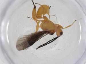  ( - CBG-A09906-E10)  @11 [ ] CreativeCommons - Attribution Share - Alike (2023) Centre for Biodiversity Genomics Centre for Biodiversity Genomics