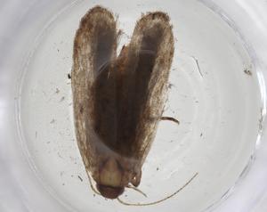  ( - CBG-A09949-H09)  @11 [ ] CreativeCommons - Attribution Share - Alike (2023) Centre for Biodiversity Genomics Centre for Biodiversity Genomics