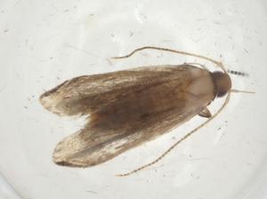  ( - CBG-A09950-A04)  @11 [ ] CreativeCommons - Attribution Share - Alike (2023) Centre for Biodiversity Genomics Centre for Biodiversity Genomics