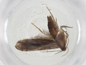  ( - CBG-A09950-C10)  @11 [ ] CreativeCommons - Attribution Share - Alike (2023) Centre for Biodiversity Genomics Centre for Biodiversity Genomics