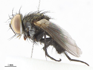  ( - CBG-A10797-A08)  @11 [ ] CreativeCommons - Attribution Share - Alike (2023) CBG Photography Group Centre for Biodiversity Genomics