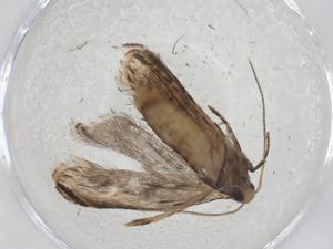  ( - CBG-A10851-B09)  @11 [ ] CreativeCommons - Attribution Share - Alike (2023) Centre for Biodiversity Genomics Centre for Biodiversity Genomics