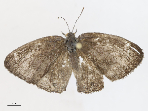  ( - CBG-A08764-B02)  @11 [ ] CreativeCommons - Attribution Share - Alike (2023) CBG Photography Group Centre for Biodiversity Genomics