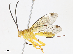  ( - CBG-A08764-D07)  @11 [ ] CreativeCommons - Attribution Share - Alike (2023) CBG Photography Group Centre for Biodiversity Genomics