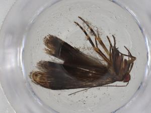  (gelMalaise01 Malaise9597 - CBG-A09973-F10)  @11 [ ] CreativeCommons - Attribution Share - Alike (2023) Centre for Biodiversity Genomics Centre for Biodiversity Genomics