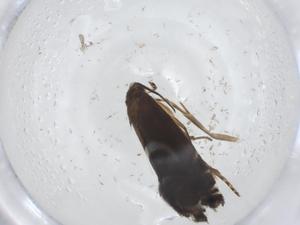  (geleBioLep01 BioLep9703 - CBG-A09974-C07)  @11 [ ] CreativeCommons - Attribution Share - Alike (2023) Centre for Biodiversity Genomics Centre for Biodiversity Genomics