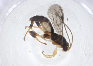  ( - CBG-A09977-F02)  @11 [ ] CreativeCommons - Attribution Share - Alike (2023) Centre for Biodiversity Genomics Centre for Biodiversity Genomics