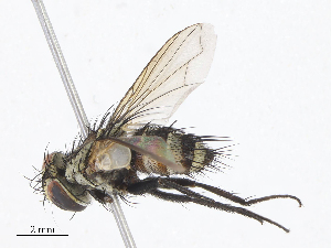  (Houghia graciloides - CBG-A10797-B06)  @11 [ ] CreativeCommons - Attribution Share - Alike (2023) CBG Photography Group Centre for Biodiversity Genomics