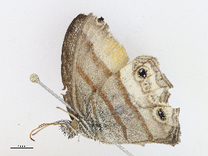  ( - CBG-A10797-F02)  @11 [ ] CreativeCommons - Attribution Share - Alike (2023) CBG Photography Group Centre for Biodiversity Genomics