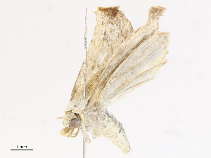  ( - CBG-A10797-G03)  @11 [ ] CreativeCommons - Attribution Share - Alike (2023) CBG Photography Group Centre for Biodiversity Genomics