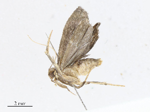  ( - CBG-A10798-F05)  @11 [ ] CreativeCommons - Attribution Share - Alike (2023) CBG Photography Group Centre for Biodiversity Genomics