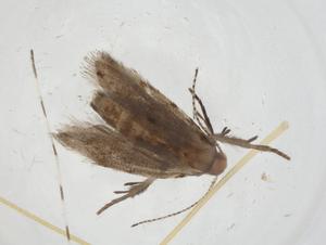  ( - CBG-A10867-B10)  @11 [ ] CreativeCommons - Attribution Share - Alike (2023) Centre for Biodiversity Genomics Centre for Biodiversity Genomics