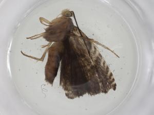  ( - CBG-A10868-A03)  @11 [ ] CreativeCommons - Attribution Share - Alike (2023) Centre for Biodiversity Genomics Centre for Biodiversity Genomics