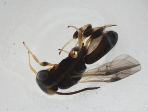  ( - CBG-A10893-B12)  @11 [ ] CreativeCommons - Attribution Share - Alike (2023) Centre for Biodiversity Genomics Centre for Biodiversity Genomics