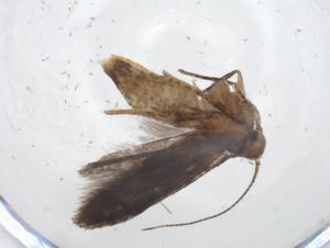  ( - CBG-A10894-G06)  @11 [ ] CreativeCommons - Attribution Share - Alike (2023) Centre for Biodiversity Genomics Centre for Biodiversity Genomics