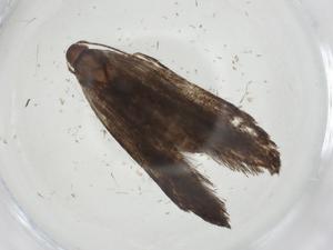  ( - CBG-A10895-B08)  @11 [ ] CreativeCommons - Attribution Share - Alike (2023) Centre for Biodiversity Genomics Centre for Biodiversity Genomics