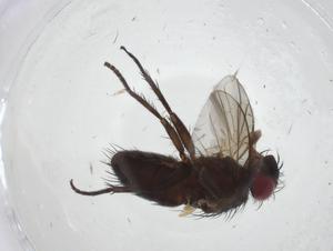  ( - CBG-A10896-C01)  @11 [ ] CreativeCommons - Attribution Share - Alike (2023) Centre for Biodiversity Genomics Centre for Biodiversity Genomics