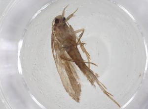  ( - CBG-A10896-G05)  @11 [ ] CreativeCommons - Attribution Share - Alike (2023) Centre for Biodiversity Genomics Centre for Biodiversity Genomics