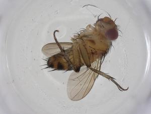  (Siphona Malaise7457 - CBG-A11517-D06)  @11 [ ] CreativeCommons - Attribution Share - Alike (2023) Centre for Biodiversity Genomics Centre for Biodiversity Genomics