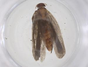  ( - CBG-A51460-A08)  @11 [ ] CreativeCommons - Attribution Share - Alike (2024) Centre for Biodiversity Genomics Centre for Biodiversity Genomics