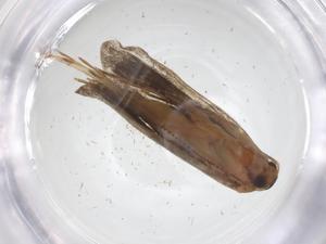  ( - CBG-A51464-F12)  @11 [ ] CreativeCommons - Attribution Share - Alike (2024) Centre for Biodiversity Genomics Centre for Biodiversity Genomics