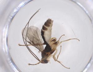  ( - CBG-A51466-E08)  @11 [ ] CreativeCommons - Attribution Share - Alike (2024) Centre for Biodiversity Genomics Centre for Biodiversity Genomics